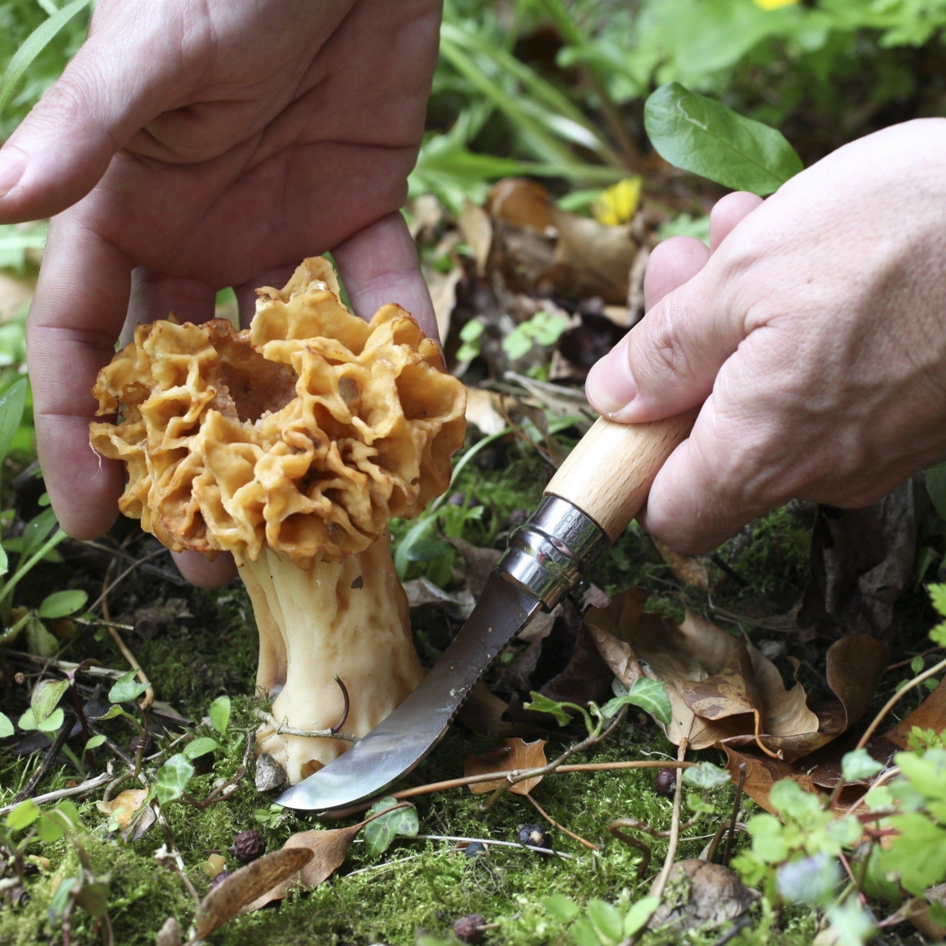 No.08 Mushroom Knife